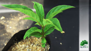 посадить сирень